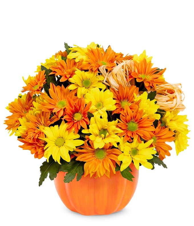 Yellow and orange daisies in pumpkin container