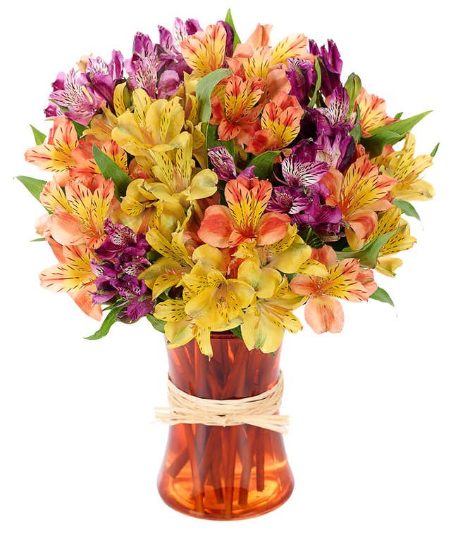 Peruvian Lily Rainbow