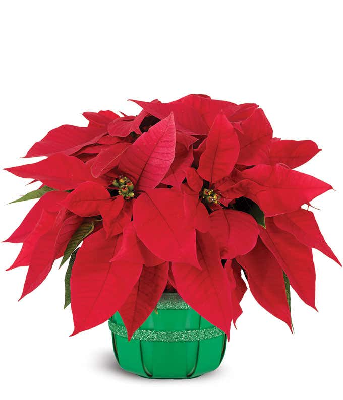 Christmas poinsettia plant 