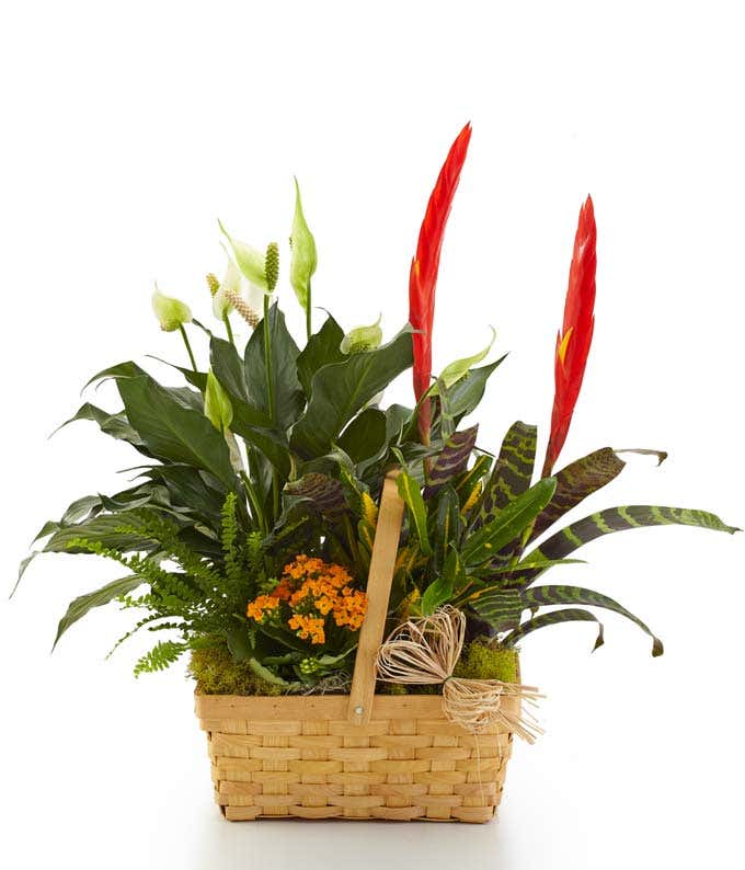 Blooming dish garden in a splitwood basket