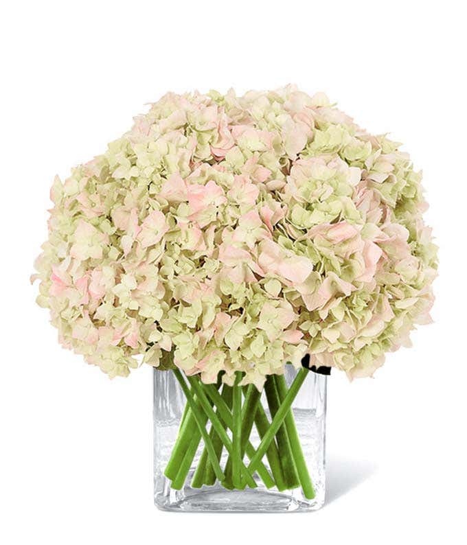Pink Hydrangea Delivery