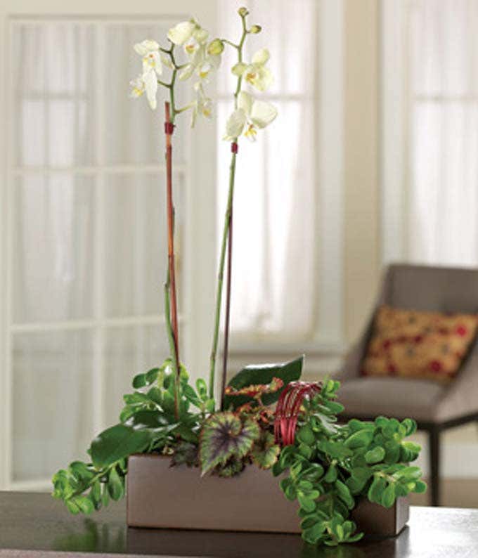 White phalaenopsis orchid plant for delivery