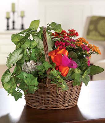 Kalanchoe plant with ivy for delivery in a wicker basket