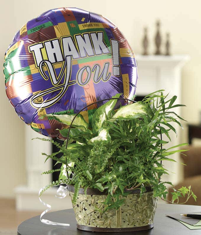 Green plant delivered with thank you balloon