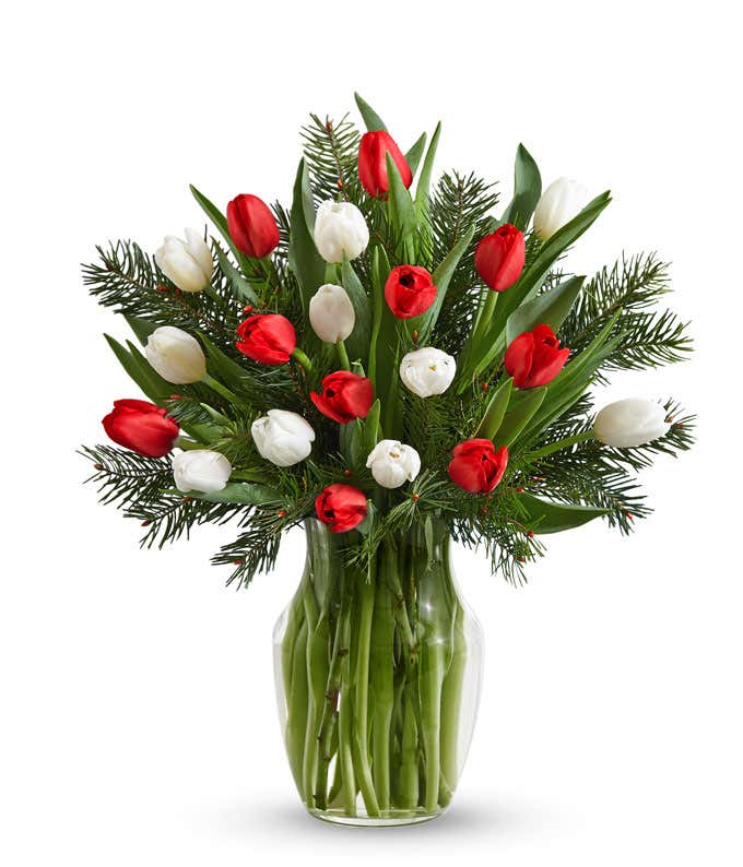 20 Christmas Tulips