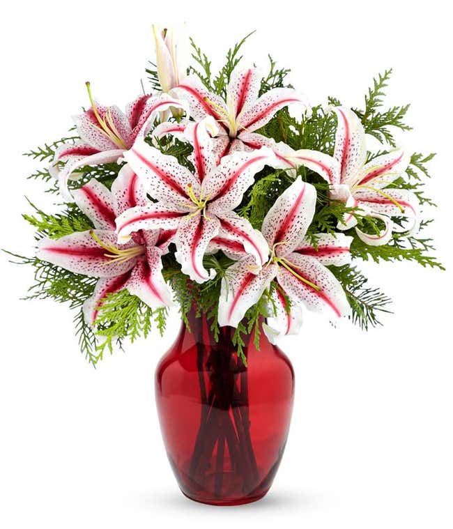 Peppermint Striped Stargazer Lilies 