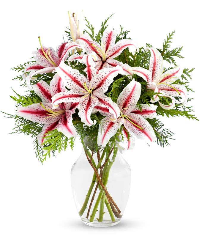 Peppermint Striped Stargazer Lilies 
