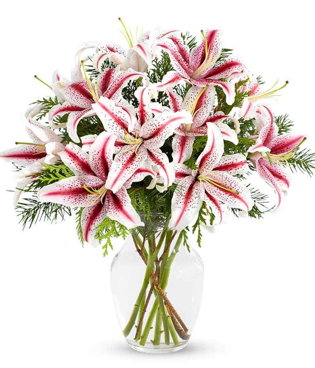 Peppermint Striped Stargazer Lilies - Premium