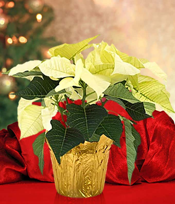 White poinsettia plant