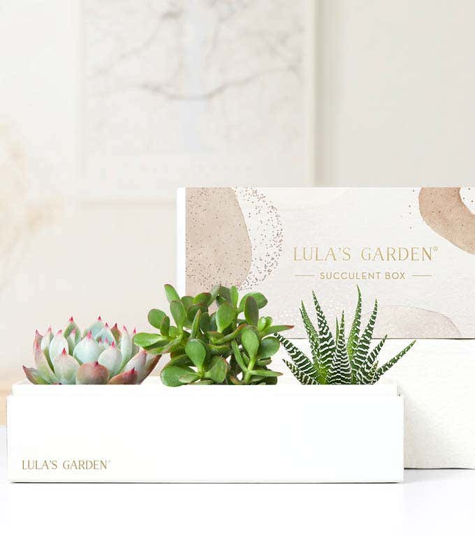 Lula's Garden  Jewel Succulent Gift