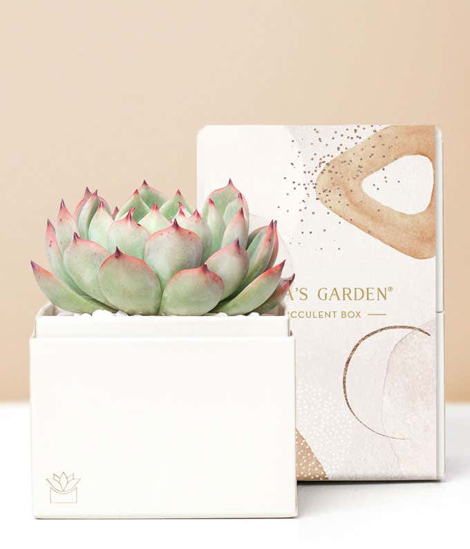 Lula's Garden  Bliss Succulent Gift