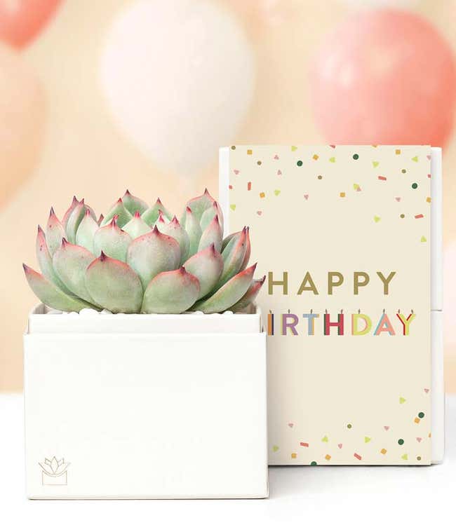 Lula's Garden &reg; Birthday Bliss Succulent Gift