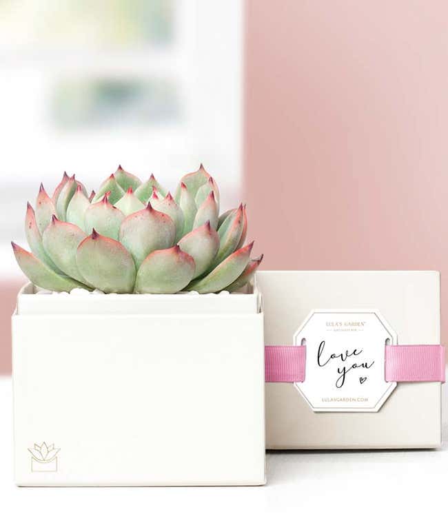 Lula's Garden &reg; I Love You Bliss Succulent Gift