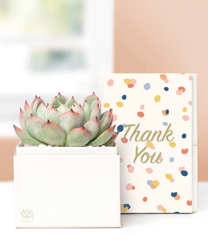 Lula's Garden  Thank You Bliss Succulent Gift