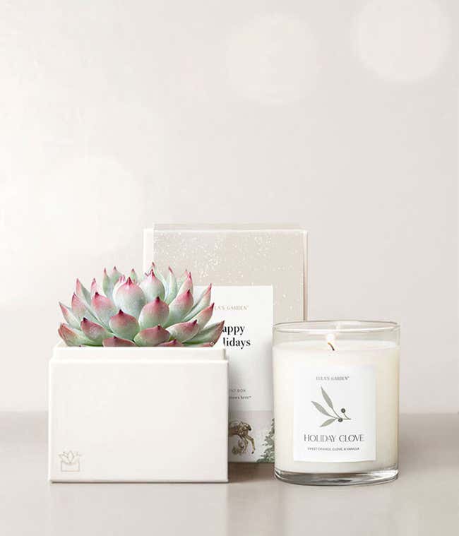 Happy Holidays Bliss Succulent Gift Set