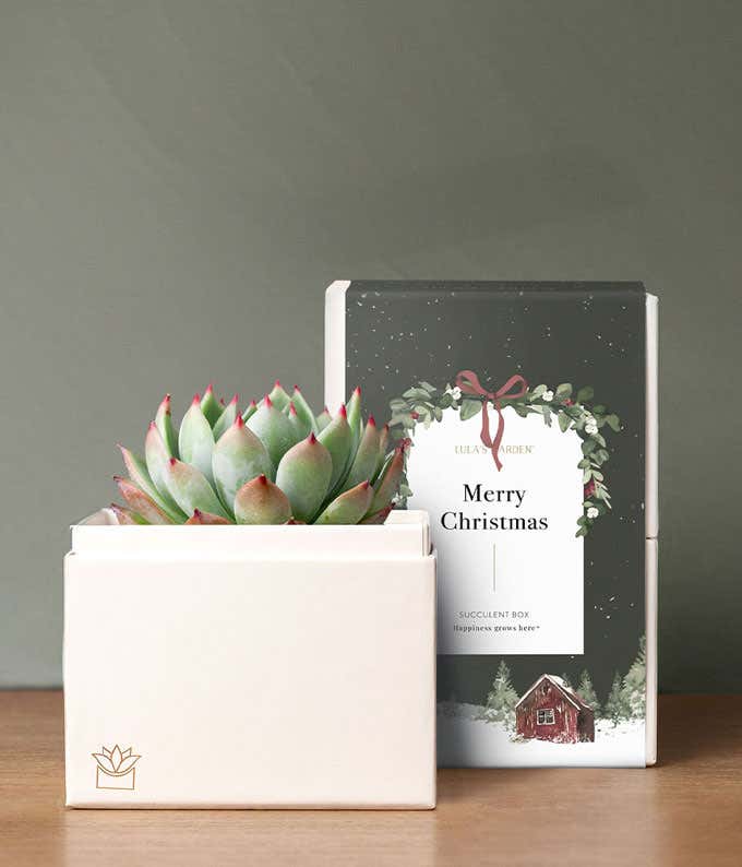 Very Merry Christmas Bliss Succulent Garden