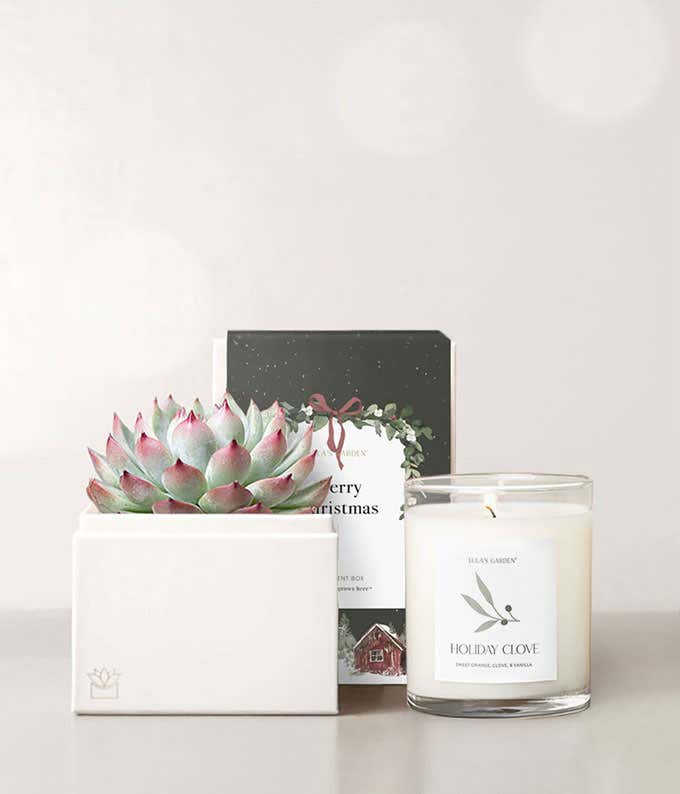 Very Merry Christmas Bliss Succulent Gift Set