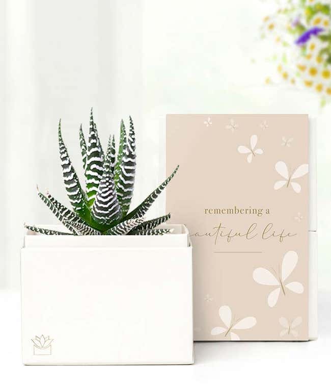 Cherished Memories Lula's Garden &reg; Zebra Succulent Gift 