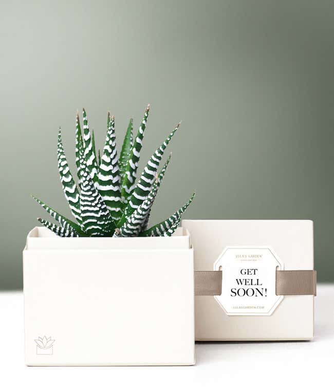 Lula's Garden &reg; Get Well Zebra Succulent Gift