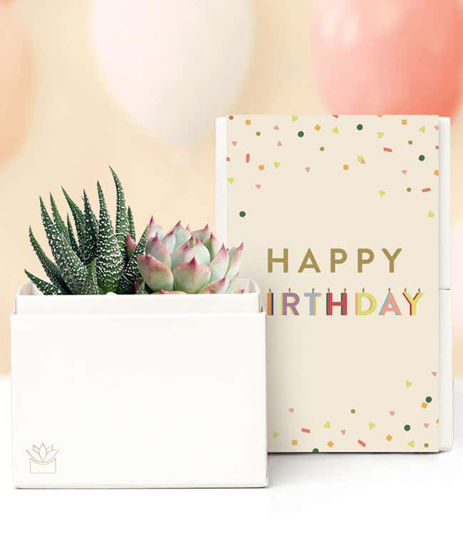 Lula's Garden &reg; Birthday Glow Succulent Gift