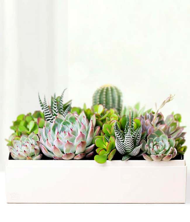 Cherished Memories Lula's Garden &reg; Lush Succulent Gift 