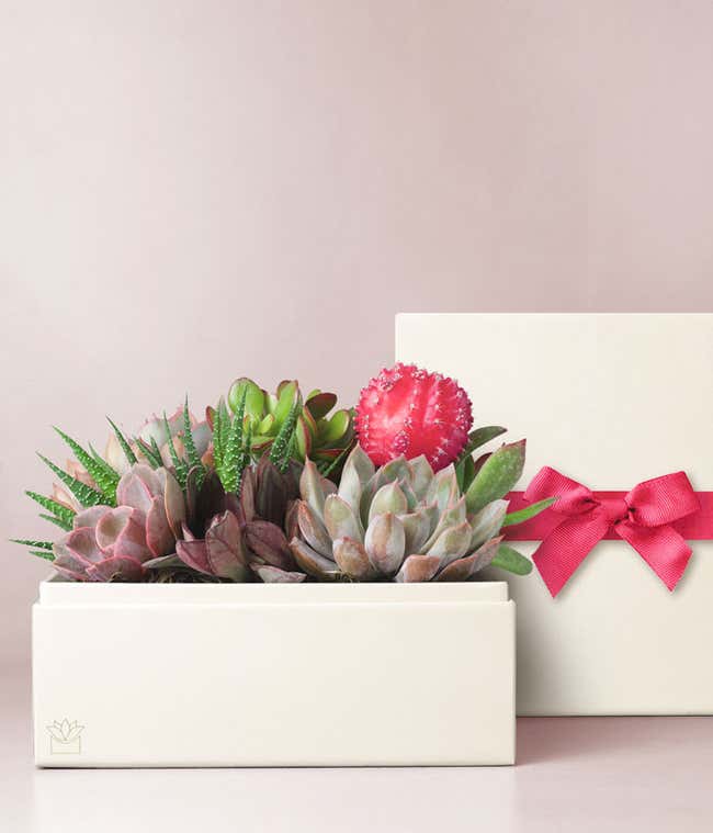 Lula's Garden &reg; XOXO Urban Succulent Gift