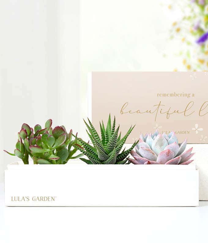 Cherished Memories Lula's Garden  Verdant Succulent Gift 