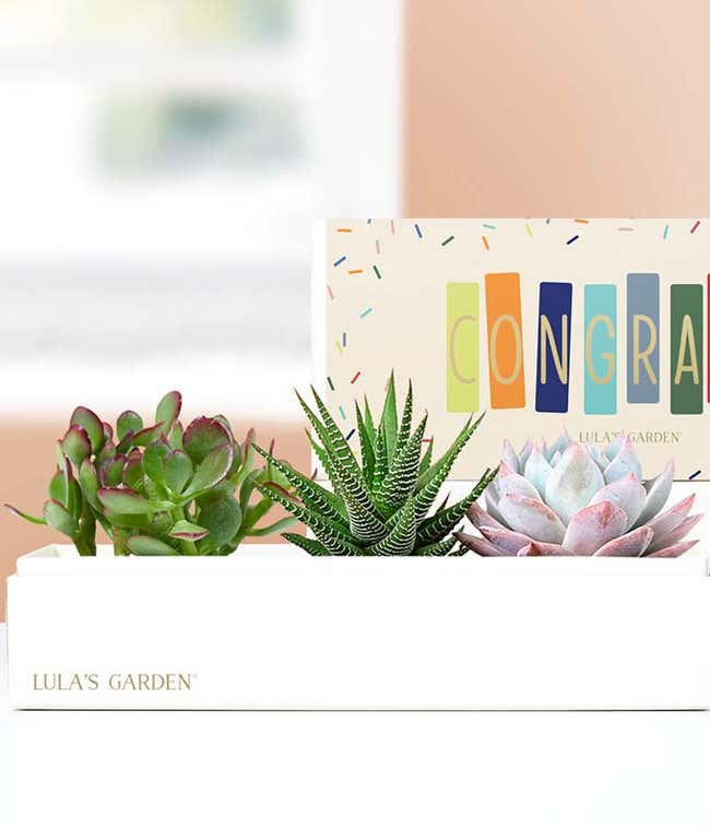 Lula's Garden &reg; Congratulations Verdant Succulent Gift