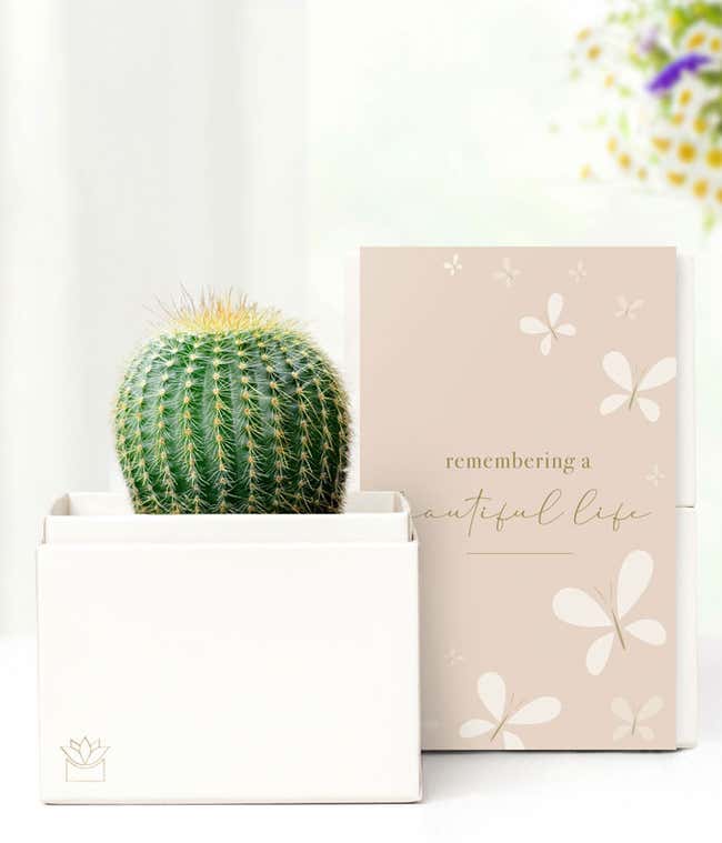 Cherished Memories Lula's Garden &reg; Cactus Succulent Gift