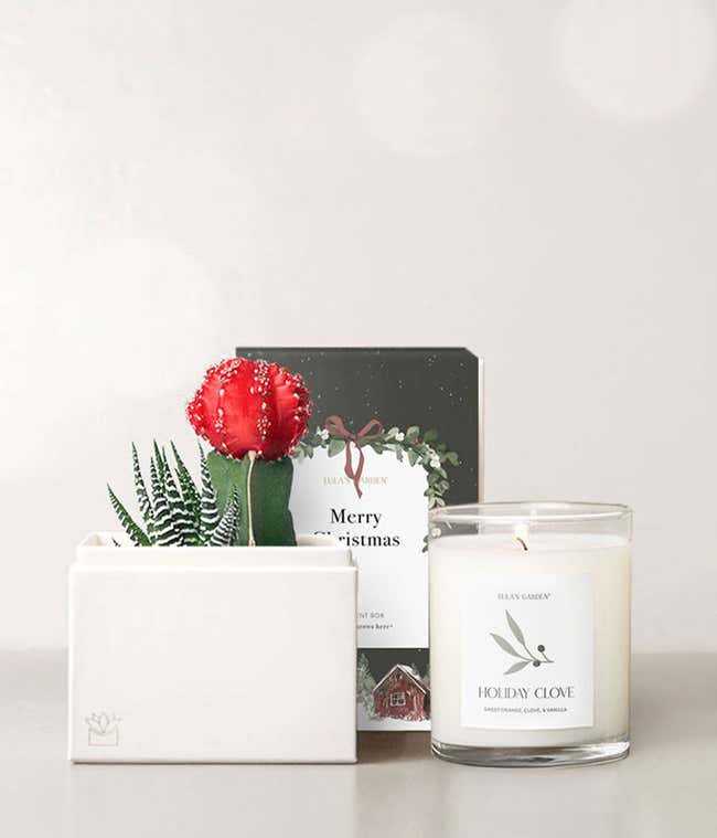 Very Merry Christmas Joy Succulent Gift Set