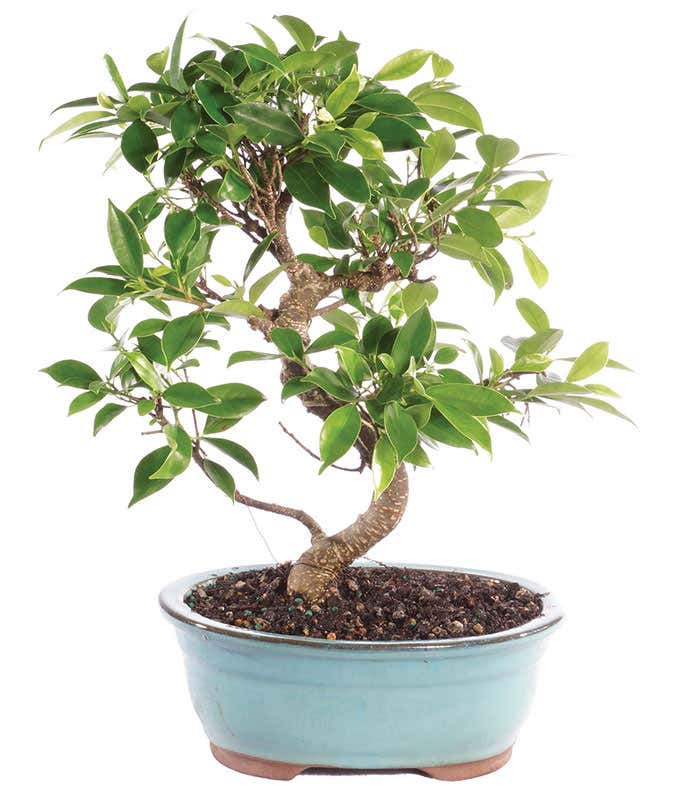 Golden Gate Ficus Bonsai Tree