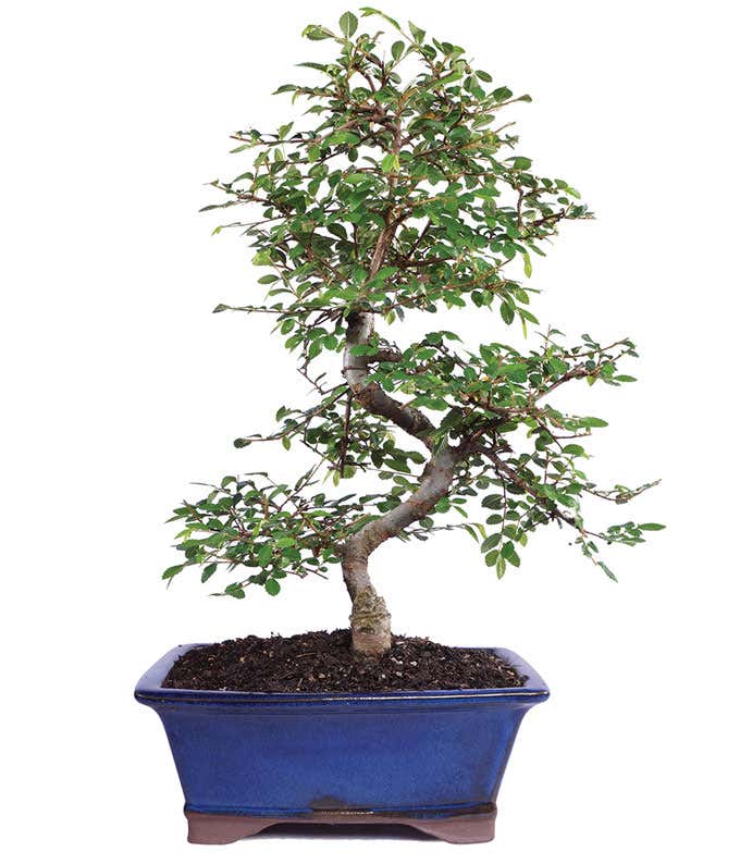 Whimsical Chinese Elm Bonsai Tree