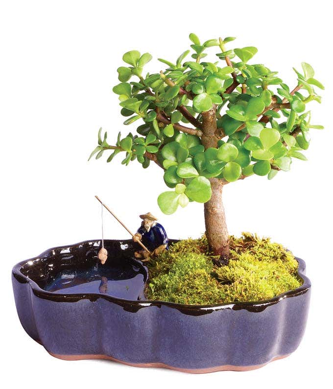 Zen Jade Reflections Bonsai Plant