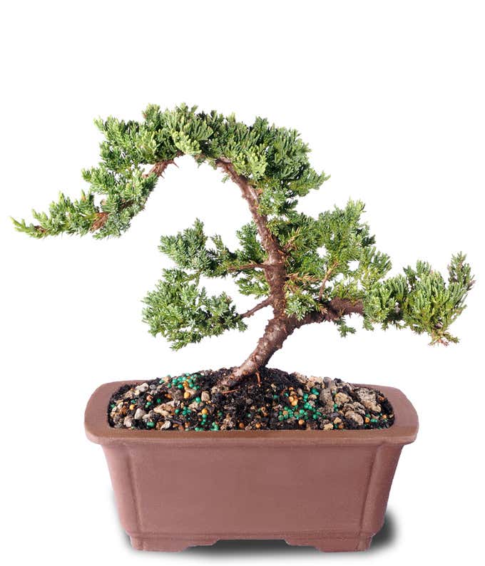 Arching Juniper Bonsai Tree