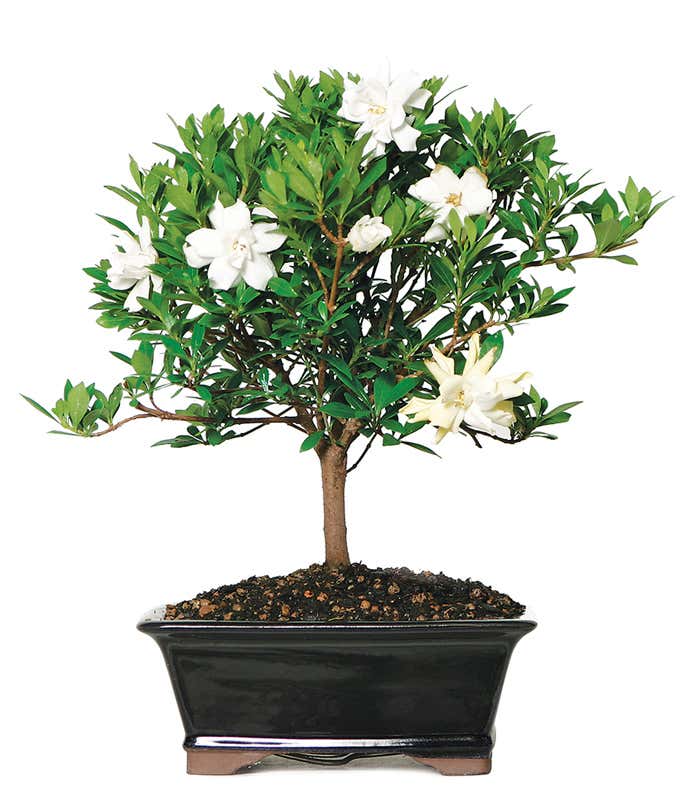 Deluxe Gardenia Bonsai Planter