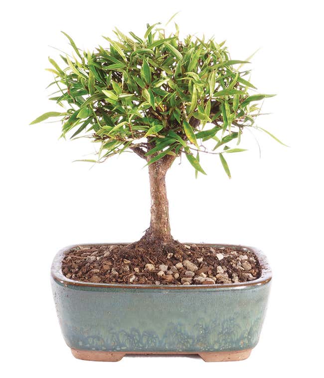 Narrow Leaf Ficus Bonsai Planter