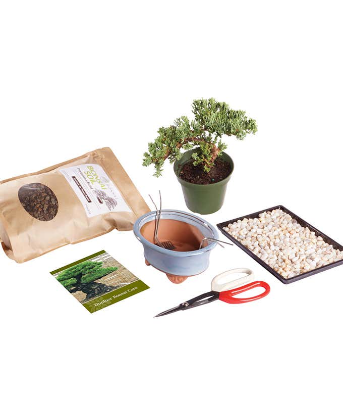 Green Mound Juniper Bonsai Kit