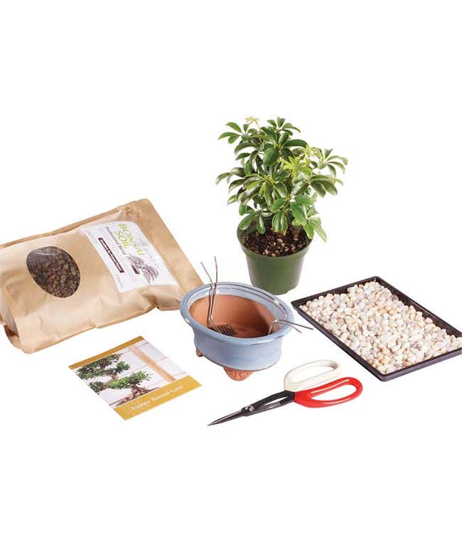 Hawaiian Umbrella Bonsai Kit