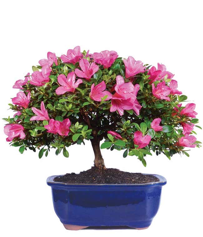 Premium Satsuki Azalea Bonsai   