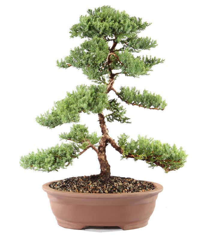 Premium Green Mound Juniper Bonsai Tree