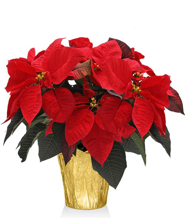 Pot Of Gold Poinsettia 