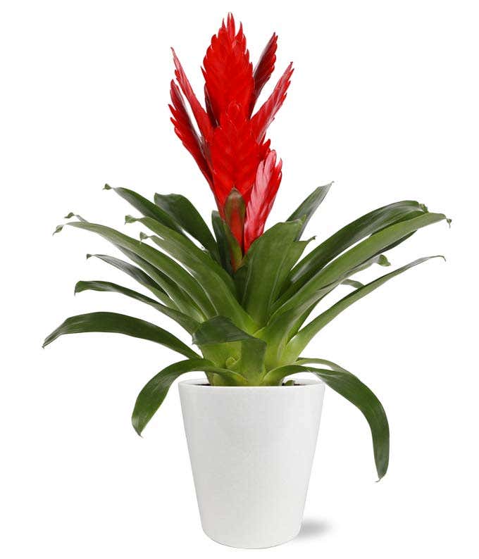 Crimson Kisses Bromeliad  