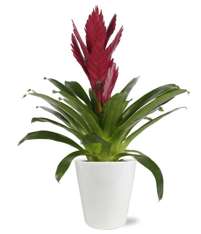 Bold & Beautiful Bromeliad