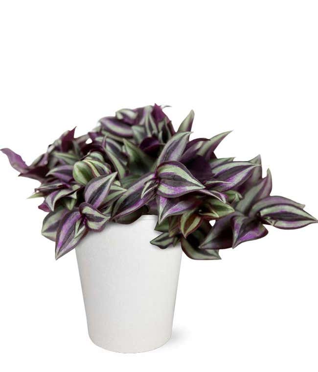 Variegated Zebrina Planter