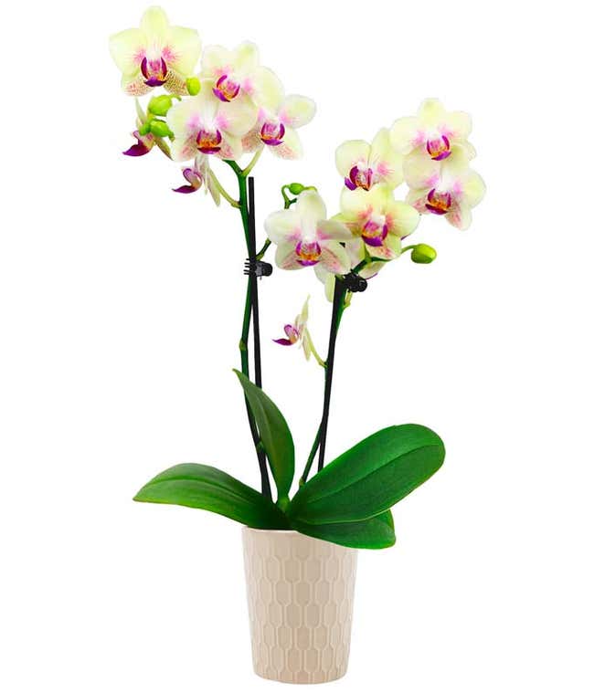 Strawberry Lemonade Mini Orchid Plant