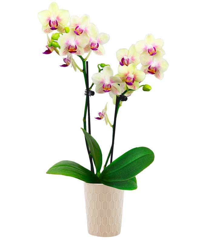 Strawberry Lemonade Mini Orchid Plant