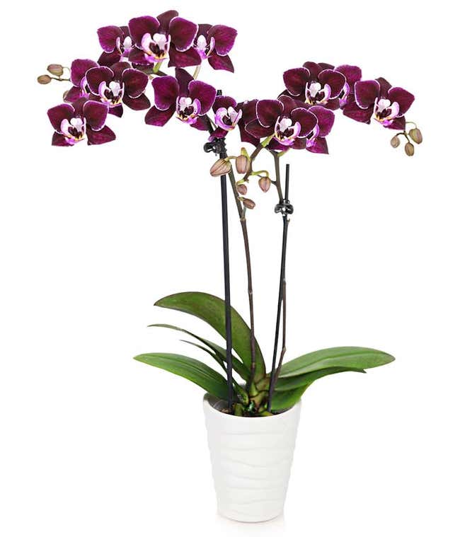 Violet Beauty Mini Orchid Plant