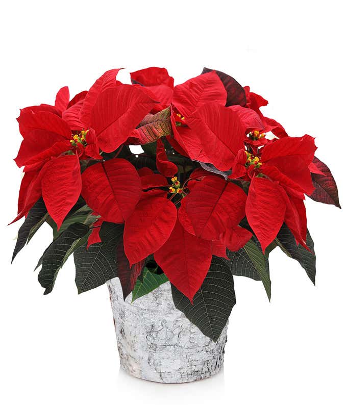 Holiday Cheer Birch Poinsettia