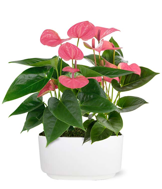 Pretty &amp; Pink Anthuriums