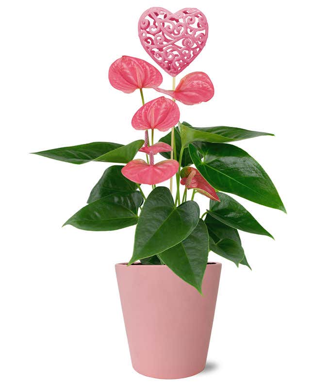 Precious Pink Potted Anthurium 